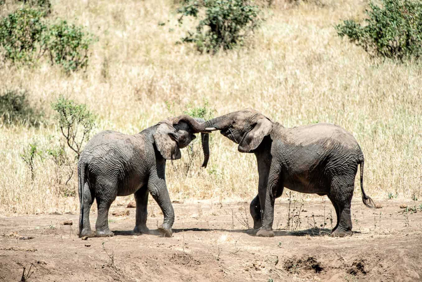 7 Days/6 Nights Tanzania Safari adventure – Deluxe — tour on MyBlak